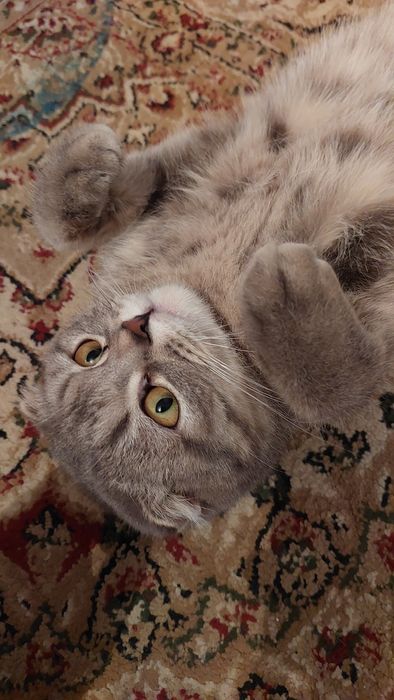 Срочно продам кошка