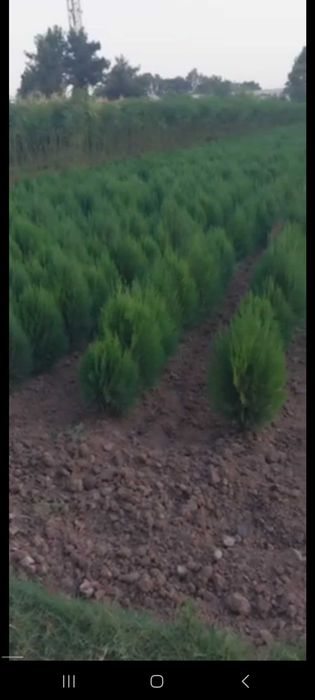 Можжевельник и туя кучатлари сотилади