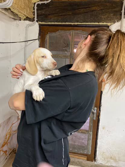 Две лапочки спаниель