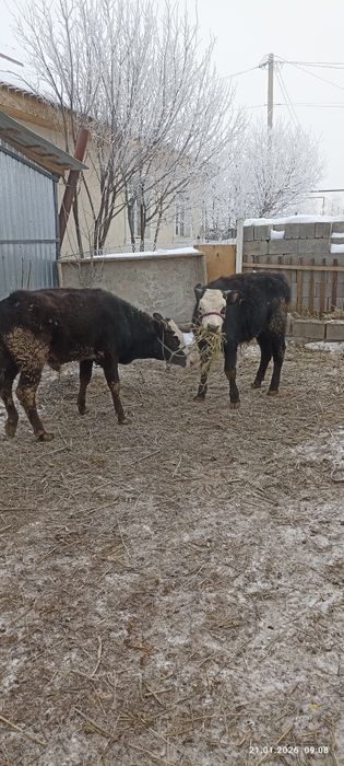 Продам б ы к о в