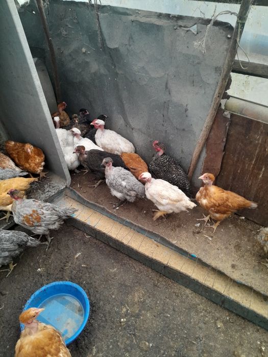 Pui de vânzare, 3 luni, preț negociabil.