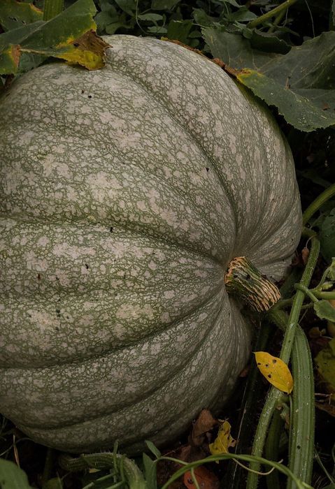 Тыква свежие, 150 тг