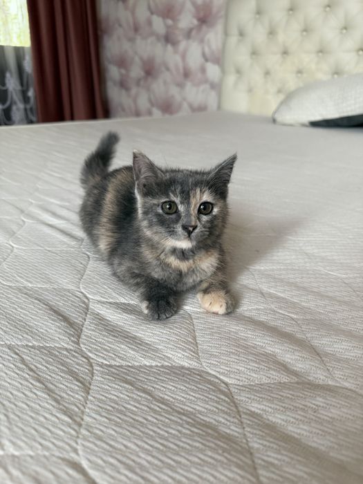 Котята в добрые м любящие руки