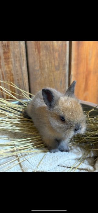 крольчата декоративные