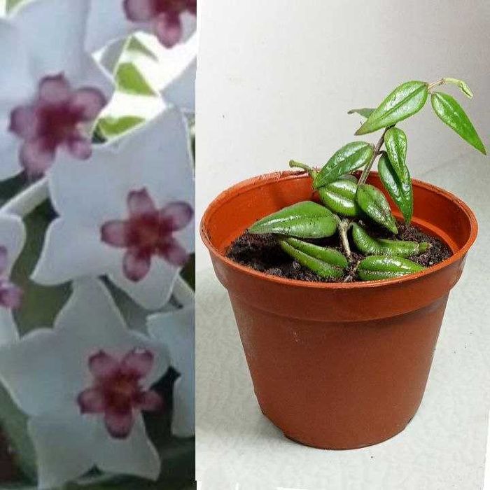 Продам. Хойя  Белла прекрасная –  редкое красиво цветущее растение.