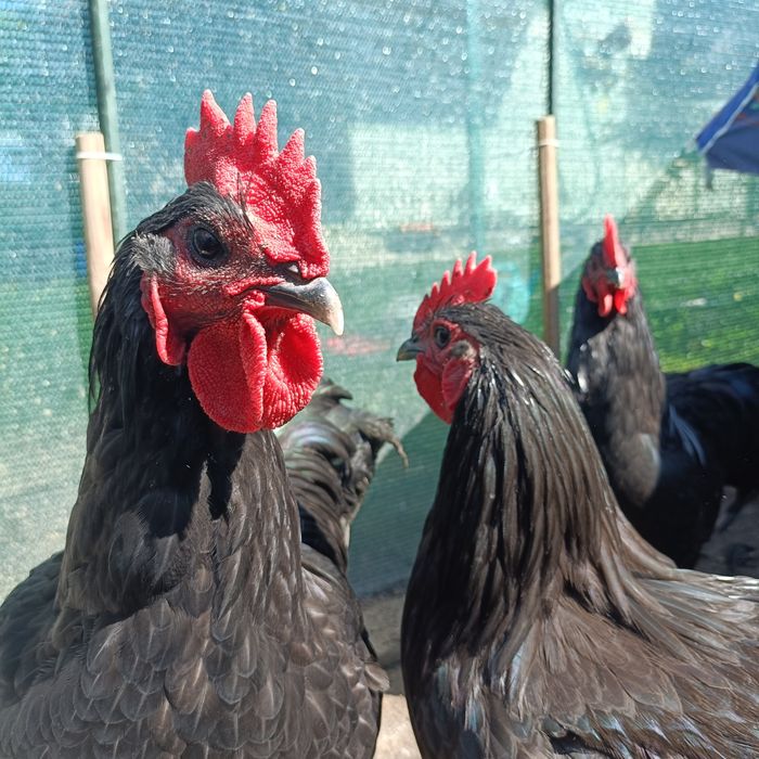 Vând/schimb cocoși Australorp negru