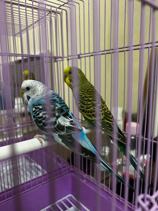 Волнистый попугай