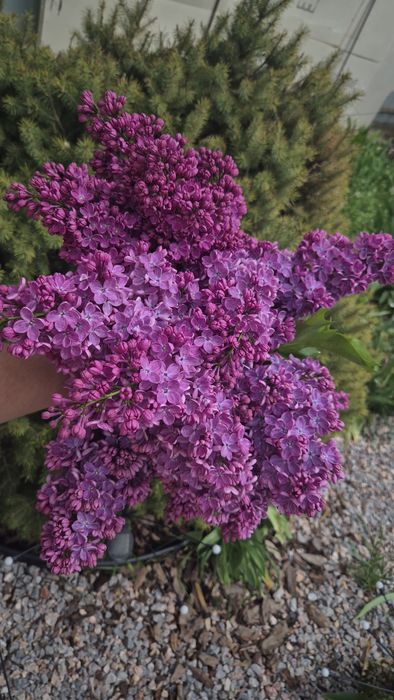 Сирень колерованная букеты