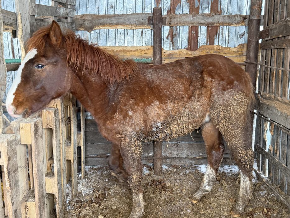 Жабагы на откорме