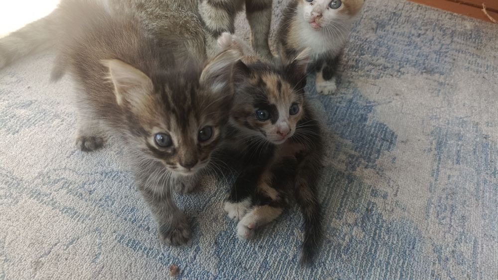 Трехцветные котята