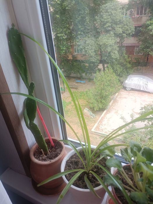 Продам цветы в горшках 10 тысяч за один