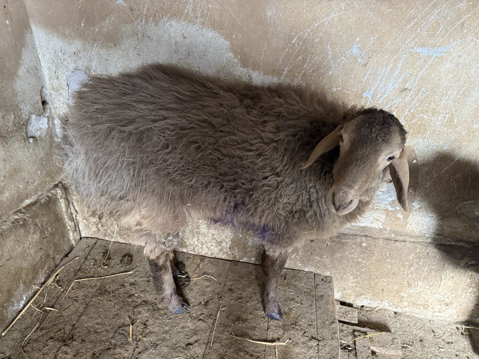 Toqliq qoy sotiladi.