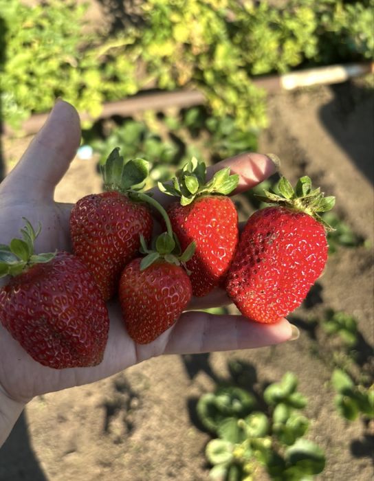 Продам саженцы клубники, малины