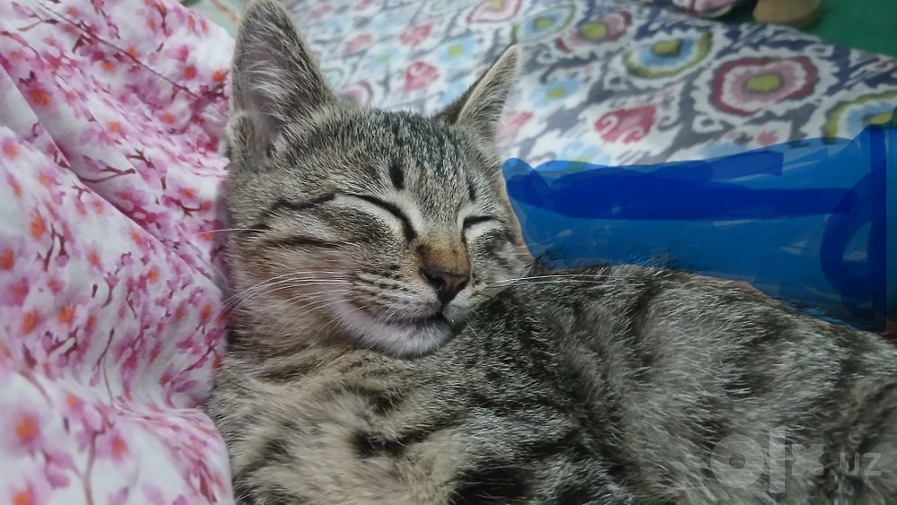 Котик в подарок в добрые руки