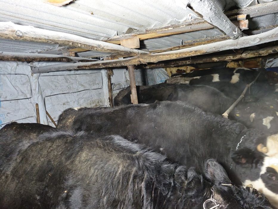 Продам быки с откорма