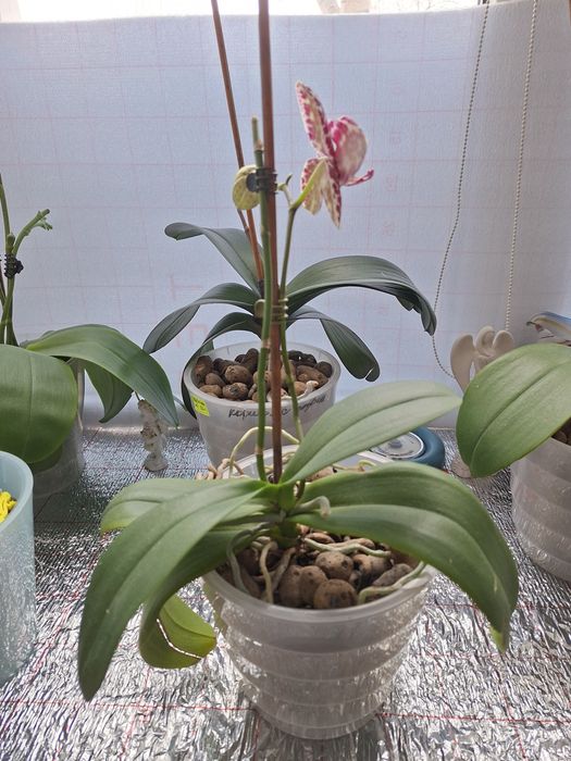 Продаётся орхидея Дикий кот