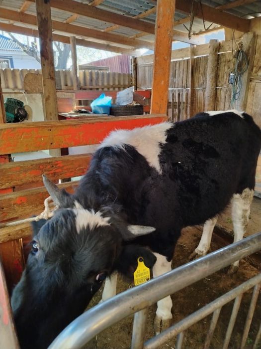 Тана сатылады 1 жас 3 ай