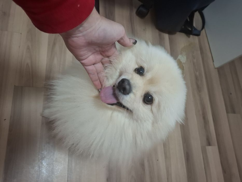 Шпиц немецкий 2 года