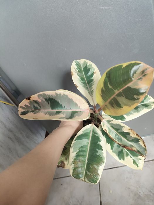 Фикус эластика Сильвия