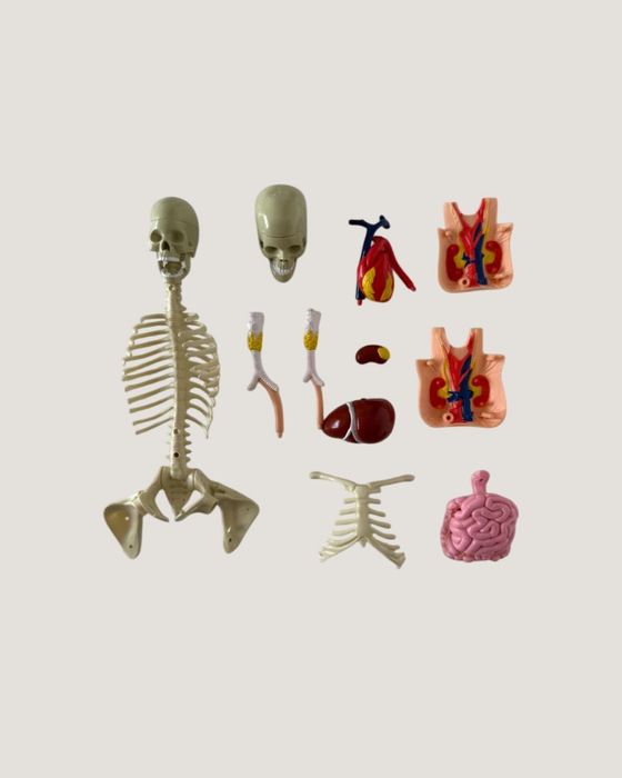 Списания “Пътешествие из човешкото тяло”