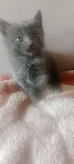 Отдам котят, в добрые руки