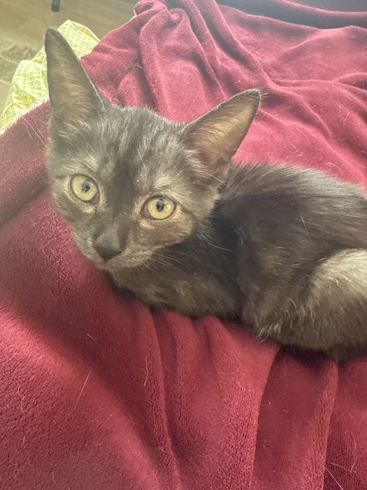 Котенок даром уличная
