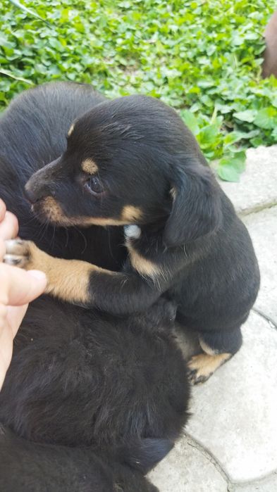 Отдам щенков , 3 девочки