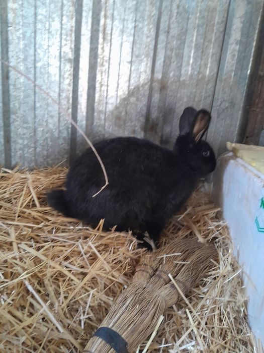 Кролики  крольчата
