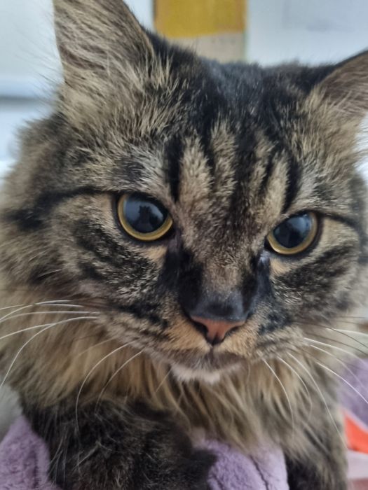 Породистый котик ищет дом