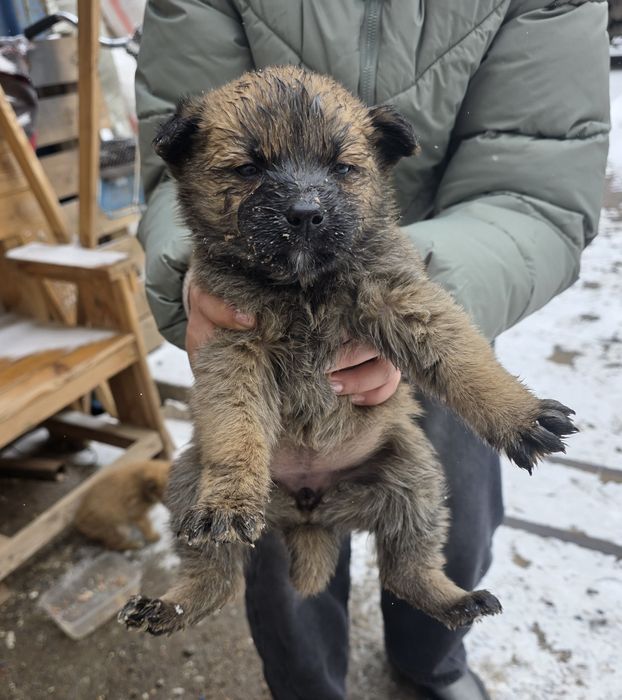 Щенки бесплатно в добрые руки!