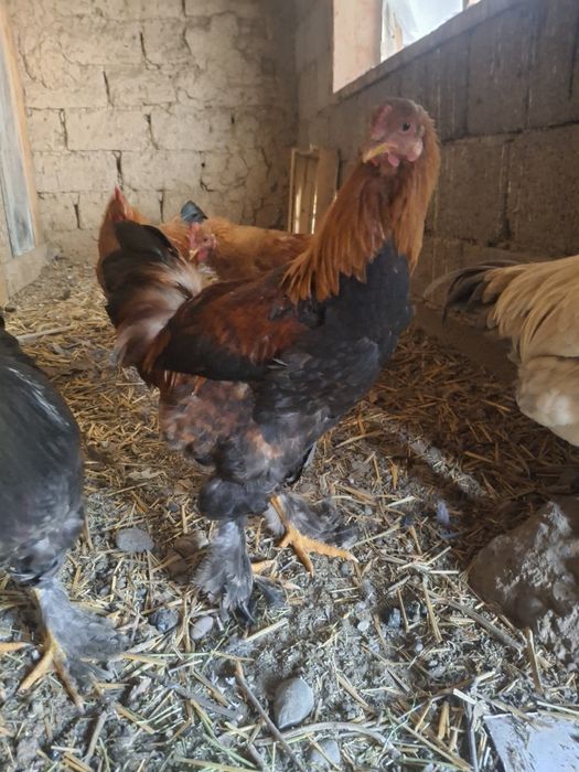 Петушки  молодые активные