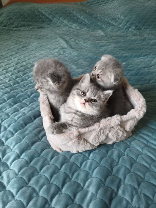 Британски котенца