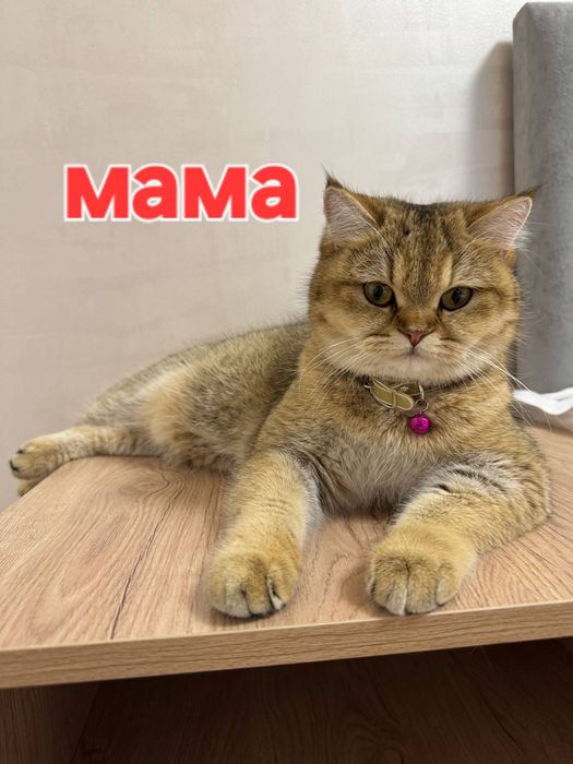 Продаются котята Британский Золотая шиншилы