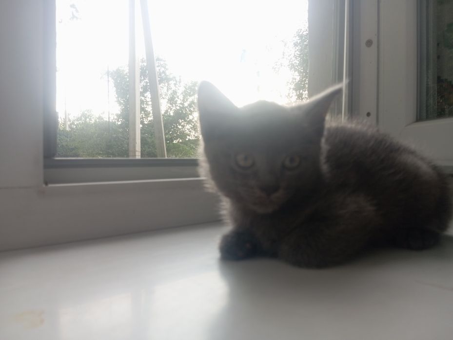 Отдам котят в хорошие руки