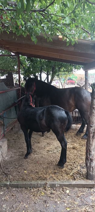 Vand iapa gestanta de 5 ani