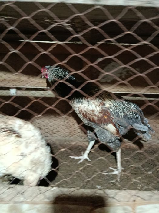 Xoʻroz sotiladi yosh xali