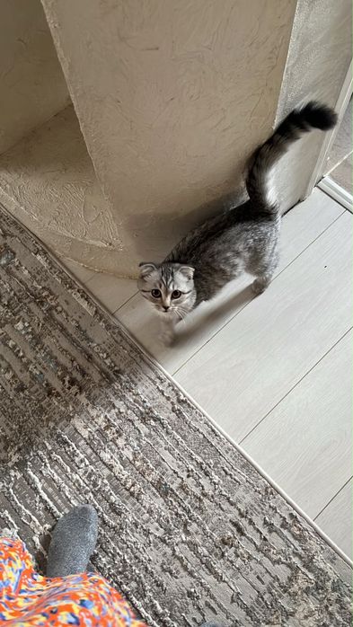 Шотландская вислоухая кошка
