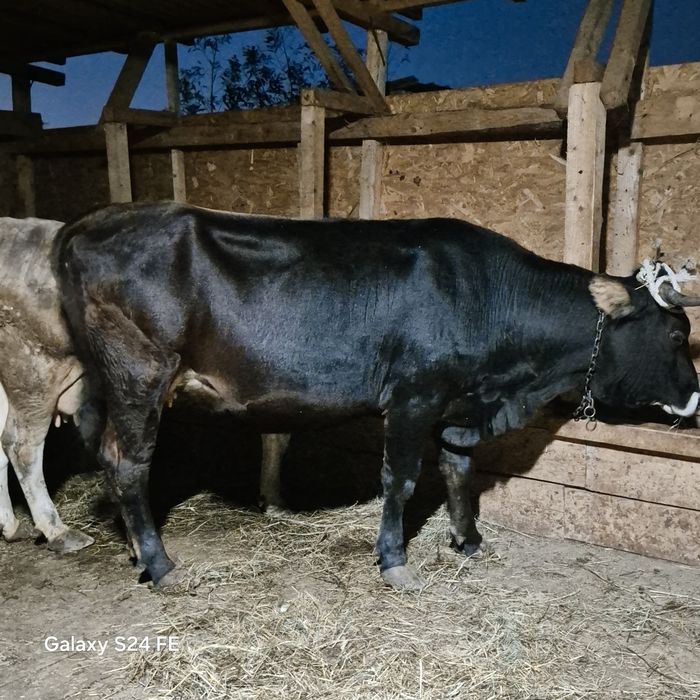 Vând vaca cu lapte fatata de 3 luni jumate nu are vițel