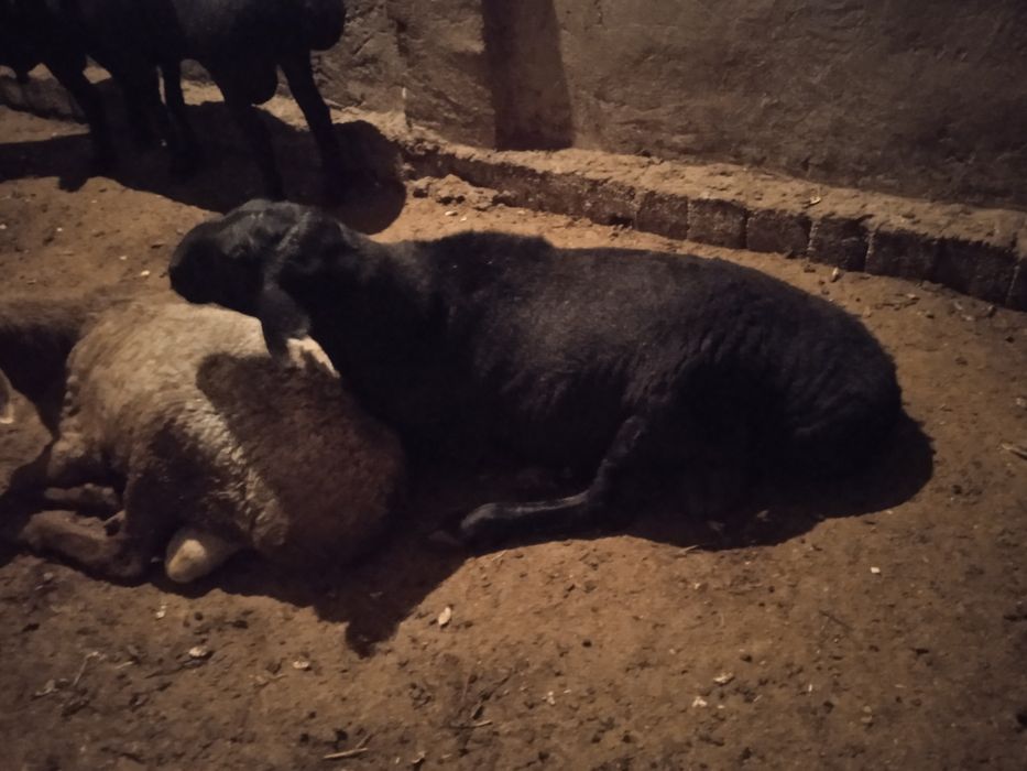 Qochqorlar sotiladi har-hil zotli va sifatli qochqorlar bor