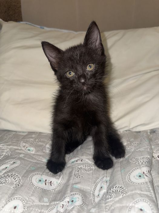 Котята только в добрые руки