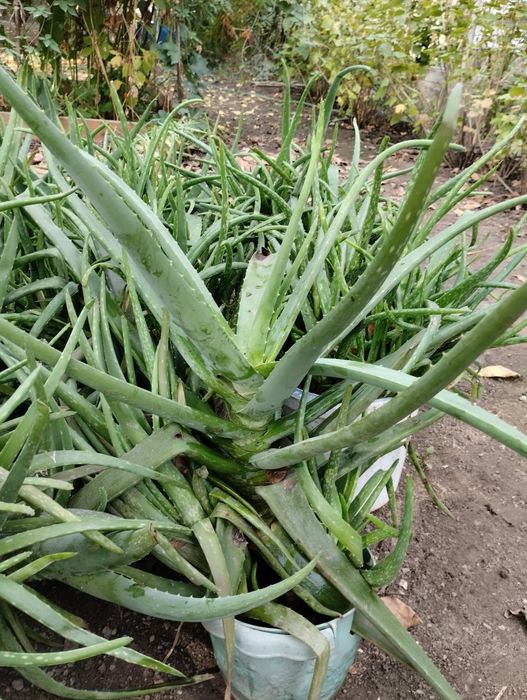 Настоящий алое вера