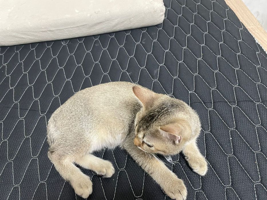 Британский  котёнок домашний