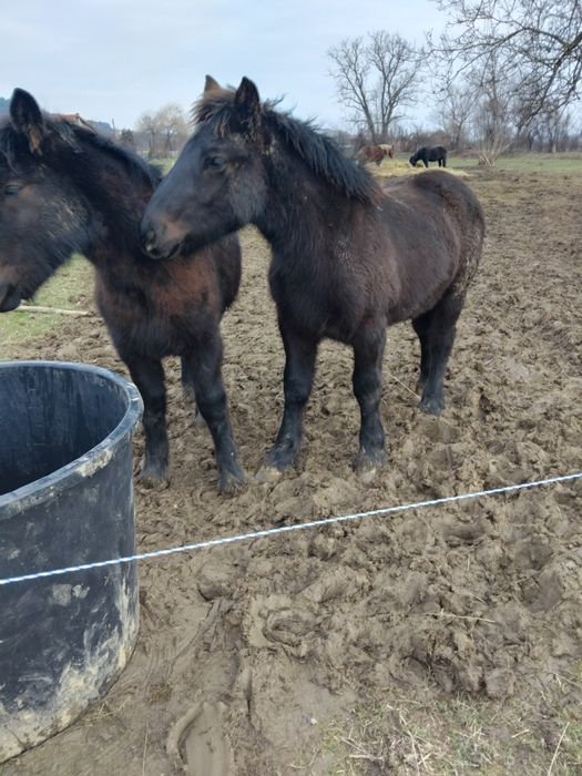 De vanzare 2 manji