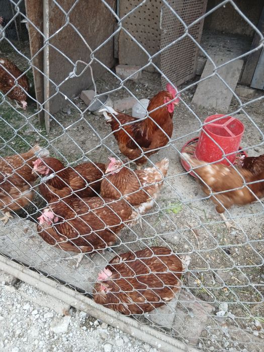 Oua pt incubat Leghorn alb și Issa Brawn