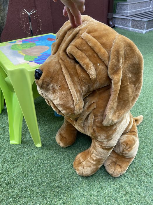 Caine plus Shar pei