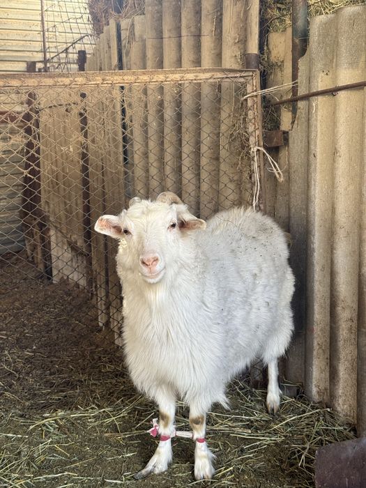 Теке-Ешкілер козлы и козы