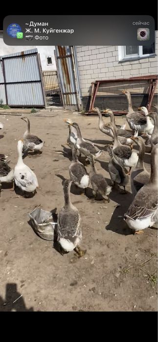 Продам гусей крупных
