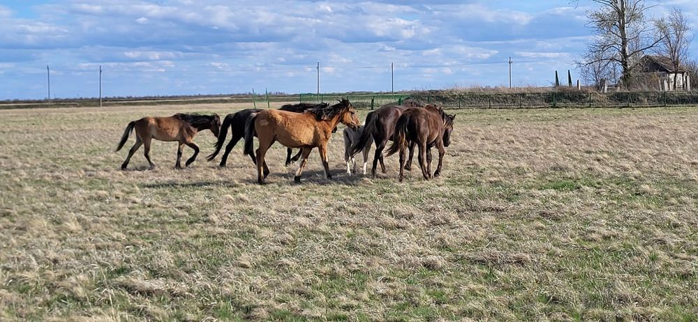 Продам оптом лошадей