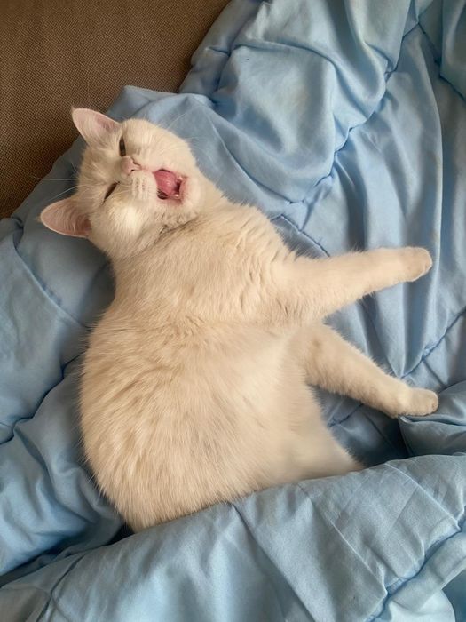 Отдам домашнюю кошку