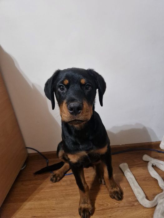 Vanzare pui rottweiler rasa pura